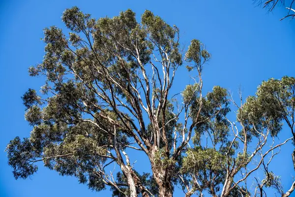 eucalyptus eucalyptus tree branches, blue sky background. eucalyptus trees in the sky. eucalyptus eucalyptus branches in the garden in nature. eucalyptus eucalyptus tree,