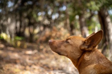 Avusturalya çalılıklarında bir parkta kelpie köpeği