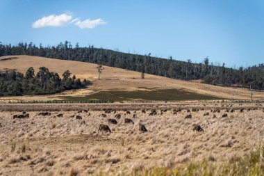 Merino koyunu, Yeni Zelanda ve Avustralya 'da otluyor ve yiyor.