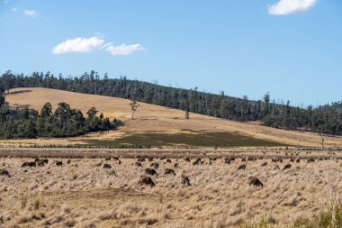Merino koyunu, Yeni Zelanda ve Avustralya 'da otluyor ve yiyor.