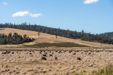 Merino koyunu, Yeni Zelanda ve Avustralya 'da otluyor ve yiyor.