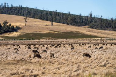 Merino sheep, grazing and eating grass in New zealand and Australia clipart