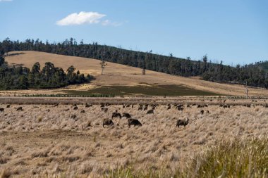 Merino sheep, grazing and eating grass in New zealand and Australia clipart