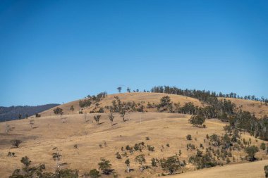 Çayırda uzun kurak yaz otları olan bir çiftlik. 