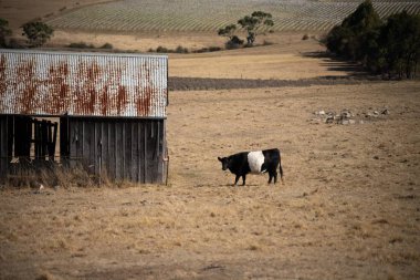 Avustralya wagyu inekleri çayırda otluyor. İlkbaharda bir otlakta ot yiyen siyah bir angus ineğinin yakınına. 