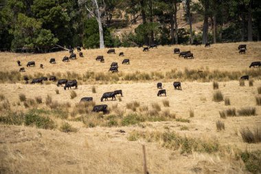 Kurak bir yaz gününde sığır sürüsü Avustralya 'da kuraklıkta bir çiftlikte.