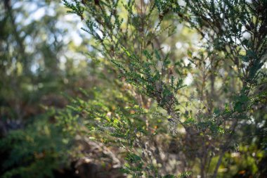 Avustralya ormanlarındaki güzel sakız ağaçları ve çalılar. Gumtrees ve yerel bitkiler büyüyor 