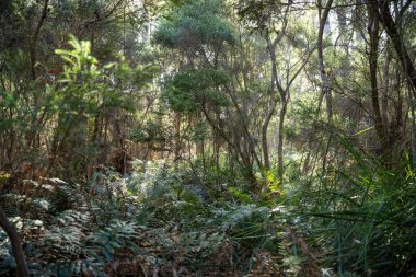 Avustralya ormanlarındaki güzel sakız ağaçları ve çalılar. Gumtrees ve yerel bitkiler büyüyor 