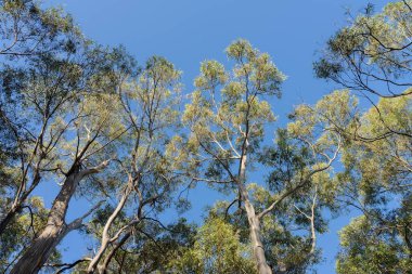 Mavi gökyüzü olan sakız ağaçlarından oluşan bir çalılığa bakıyorum. 