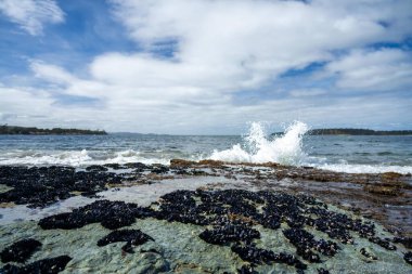 mussel shells growing on rocks while waves break over them and bull kelp growing on rocks in the ocean in australia. Waves moving seaweed over rock and flowing  clipart