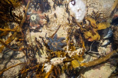 Sahildeki kayalıklarda büyüyen bir kayanın içindeki denizyıldızı dalgalar üzerlerini kaplarken ve Avustralya 'da okyanusta kayaların üzerinde büyüyen yosunlar. Dalgalar hareket ediyor yosun 