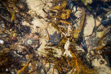 Sahildeki kayalıklarda büyüyen bir kayanın içindeki denizyıldızı dalgalar üzerlerini kaplarken ve Avustralya 'da okyanusta kayaların üzerinde büyüyen yosunlar. Dalgalar hareket ediyor yosun 