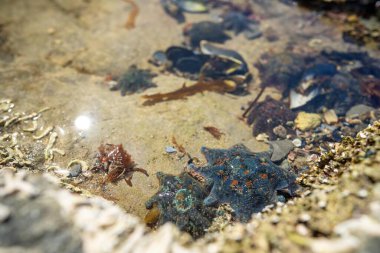 starfish in a rock pool at the beach growing on rocks while waves break over them and bull kelp growing on rocks in the ocean in australia. Waves moving seaweed  clipart