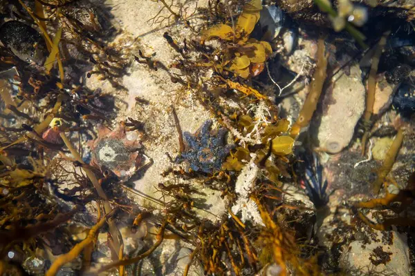 starfish in a rock pool at the beach growing on rocks while waves break over them and bull kelp growing on rocks in the ocean in australia. Waves moving seaweed