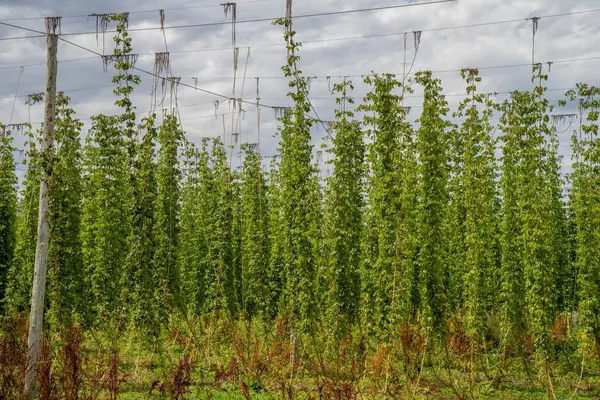 Houblon Cultivé Dans Champ Une Ferme Australienne Bière Houblon Récolte — Photo