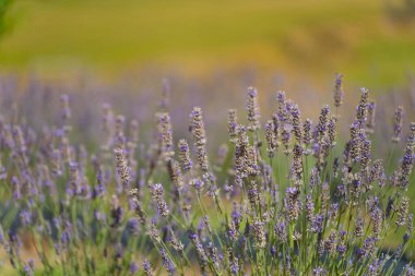 Güzel bir tarlada lavanta mahsulü yetiştiriyorum. Mor lavanta 