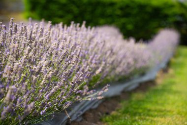 Güzel bir tarlada lavanta mahsulü yetiştiriyorum. Mor lavanta 
