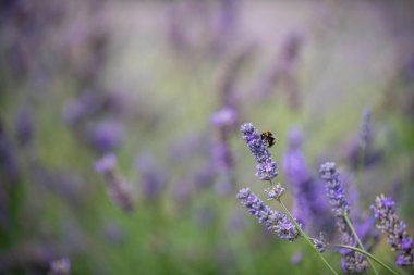 Avustralya 'da lavanta filizinde bir lavanta çiçeğini dölleyen arı.