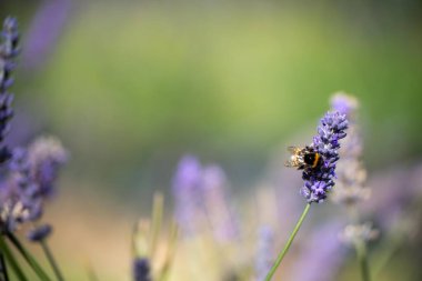 Avustralya 'da lavanta filizinde bir lavanta çiçeğini dölleyen arı.