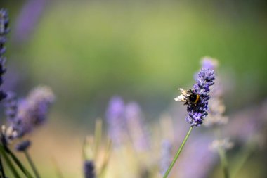 Avustralya 'da lavanta filizinde bir lavanta çiçeğini dölleyen arı.