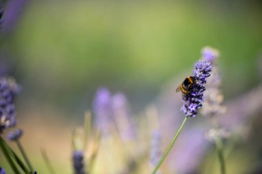 Avustralya 'da lavanta filizinde bir lavanta çiçeğini dölleyen arı.