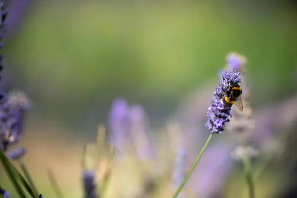 bumble bee pollinating a lavender flower in a fild of lavender crop in australia