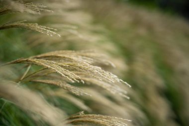 Yenileyici tarım çiftliği. Avustralya 'da sürdürülebilir tarım çiftliği yetiştirilen buğday ve arpa hasadı