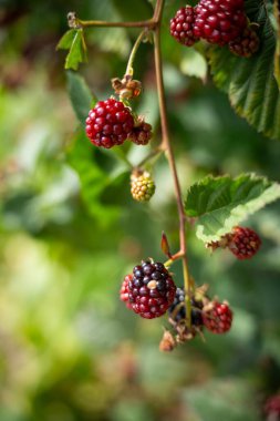 Foraging blackberries in the wild in tasmania australia. Harvesting berries, picking blackberries in summer in australia, wild berries