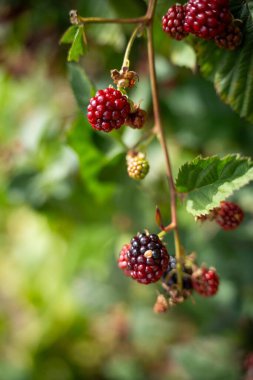 Foraging blackberries in the wild in tasmania australia. Harvesting berries, picking blackberries in summer in australia, wild berries