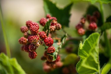 Tazmanya Avustralya 'daki bir böğürtlen çiftliğinden ahududu topluyorum. Yazın