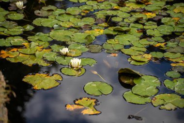 Tazmanya 'daki bir botanik bahçesindeki gölette zambak pedleri 