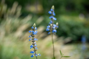 Avustralya ormanlarındaki güzel sakız ağaçları ve çalılar. Gumtrees ve yerel bitkiler