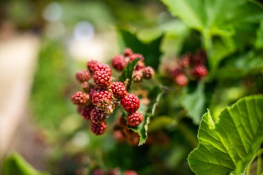 Tazmanya Avustralya 'da yabani doğada böğürtlen arıyor. Yazın Avustralya 'da böğürtlen toplamak, böğürtlen toplamak.