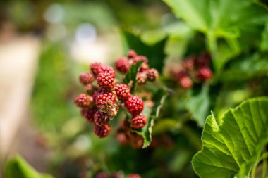 Tazmanya Avustralya 'da yabani doğada böğürtlen arıyor. Yazın Avustralya 'da böğürtlen toplamak, böğürtlen toplamak.