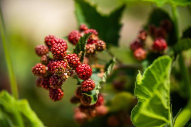 Tazmanya Avustralya 'da yabani doğada böğürtlen arıyor. Yazın Avustralya 'da böğürtlen toplamak, böğürtlen toplamak.