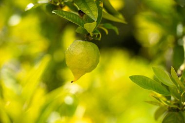 Yapraklı yeşil elma ağacı