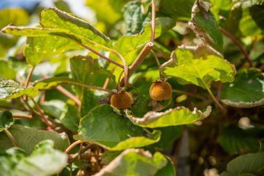 kivi meyve bitkisi yazın Avustralya 'da bir çiftlikte yetişiyor.