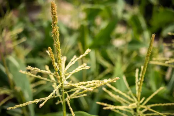 Planta Maíz Dulce Que Crece Jardín Australia Suma — Foto de Stock