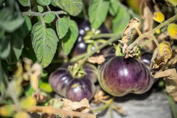 Mor domates bahçedeki bir sarmaşıkta yetişiyor.