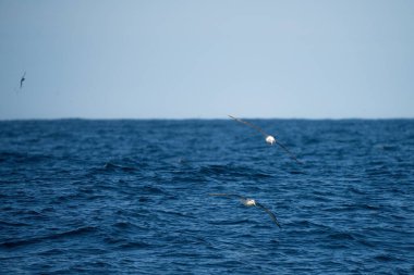 utangaç albatroslar ve diğer deniz kuşları Tazmanya 'da güneybatı burnu üzerinde besleniyor ve uçuyorlar. 