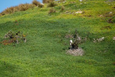 Beyaz deniz kartalı ağaçta oturuyor 