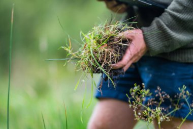 Avustralyalı toprak bilimci. Yenileyici organik çiftçi, toprak örnekleri alıyor ve bir çiftlikteki bitkilere bakıyor. sürdürülebilir uygulama 