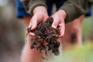 Tazmanya Avustralya 'daki bir tarlada gübre hissederek toprağı elinde tutan tarım çiftçisi. Avusturalya 'daki toprak bilimcisi