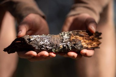 Avustralya ormanlarındaki bir ağaçta yetişen lignin ve yosun. Avustralya 'daki çalılıklarda mantar ve mantar çürümesi araştırması yapan üniversite öğrencisi.
