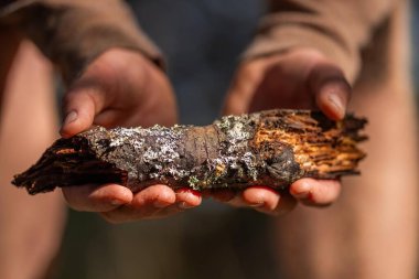 Avustralya ormanlarındaki bir ağaçta yetişen lignin ve yosun. Avustralya 'daki çalılıklarda mantar ve mantar çürümesi araştırması yapan üniversite öğrencisi.