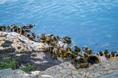 Kayalarda yetişen yosunlar Tazmanya Avustralya 'da okyanusta dalgalanır ve kabarır.