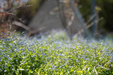 İlkbaharda çalılıklarda Avustralya 'nın yerli çiçekleri. güzel çiçekler