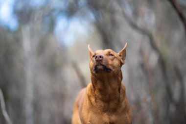 Avusturalya çalılıklarında bir parkta kelpie köpeği