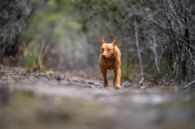 Avusturalya çalılıklarında bir parkta kelpie köpeği