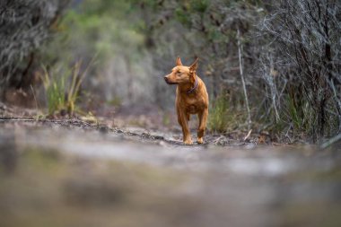 Avusturalya çalılıklarında bir parkta kelpie köpeği